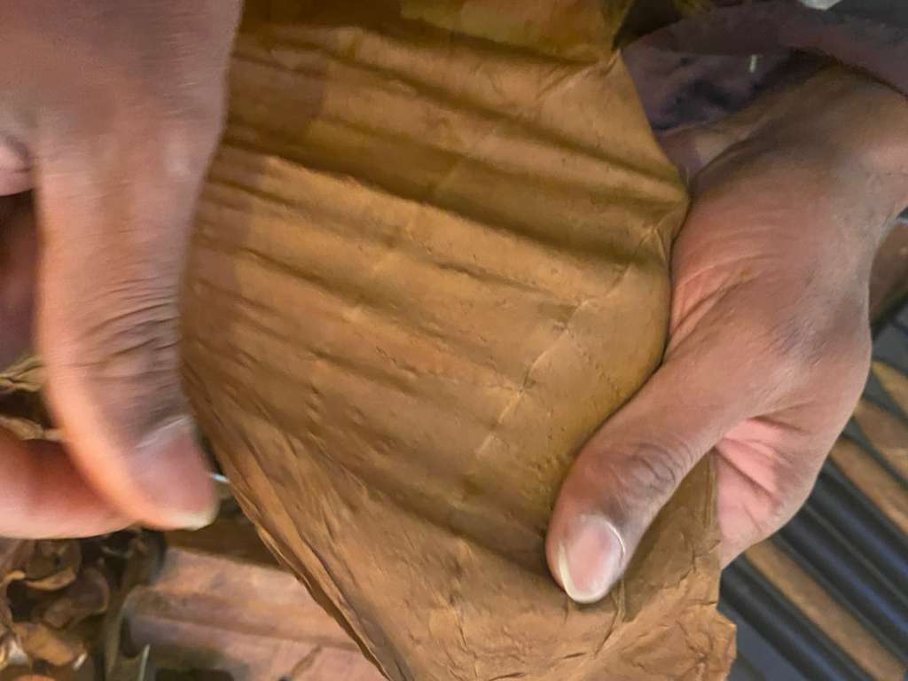 Tobacco Leaves premium selection